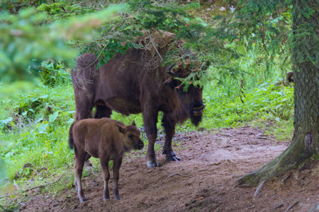 European bison in the enclosure in Muczne, Bison bonasusの写真素材