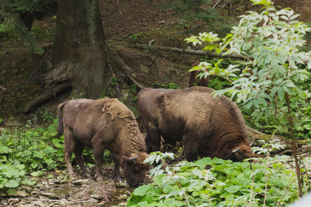 European bison in the enclosure in Muczne, Bison bonasusの写真素材