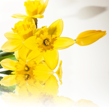 Isolated daffodil on the white backgroundの写真素材