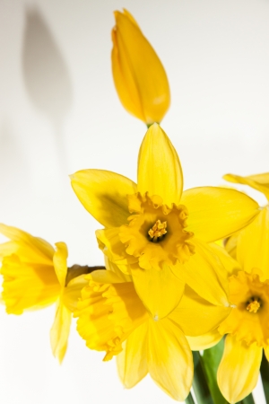 Isolated daffodil on the white backgroundの写真素材