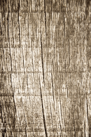 beautiful background with natural woodの写真素材