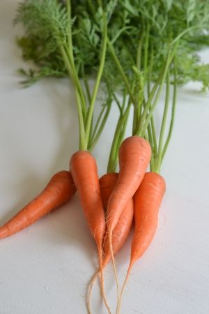 carrotsの写真素材