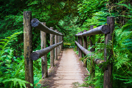 wooden bridge on hiking trailの写真素材
