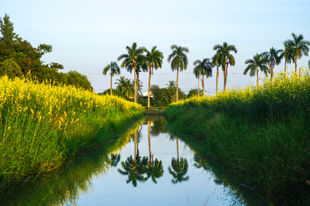 Long straight ditch in a yellow flowering. It is a blue sky in a spring. Ditches.の写真素材