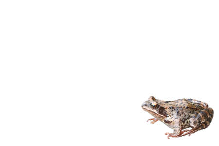 Frog on white backgroundの写真素材