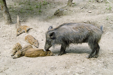Wild boar with the wild boarの写真素材
