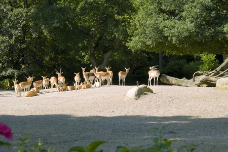 Herd of gazellesの写真素材