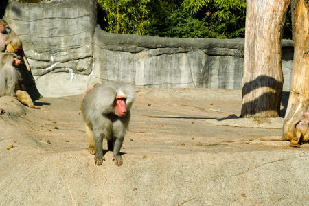 Herd of monkeysの写真素材