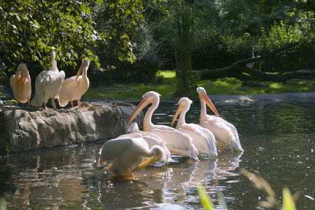Herd of white-pink pelicansの写真素材