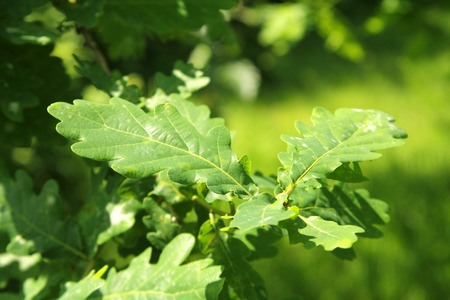 The green oak leavesの写真素材