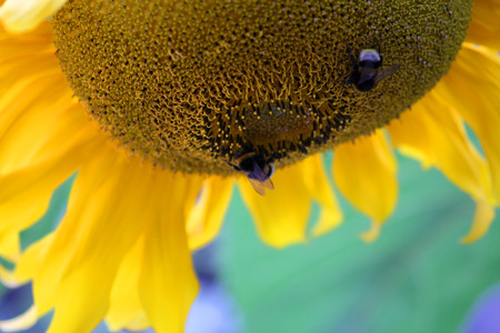 Flower of sunflower with beesの写真素材