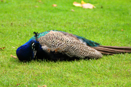 The peacock on the green grassの写真素材