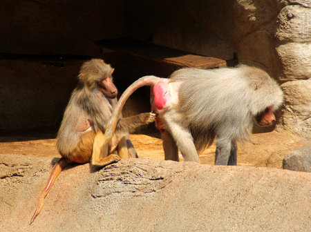 Monkey family 