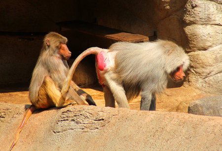 Monkey family
の写真素材