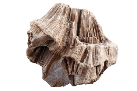 Fragment of a fossil on a white backgroundの写真素材