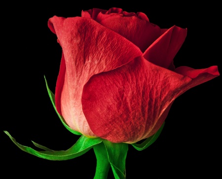 red roseの写真素材