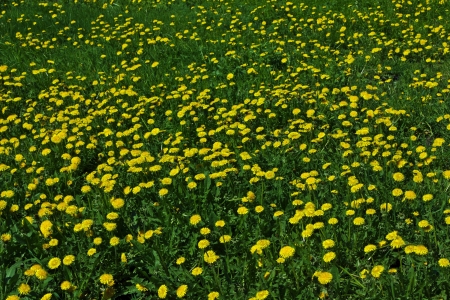 field of dandelions in the spring flowering season on a sunny dayの写真素材