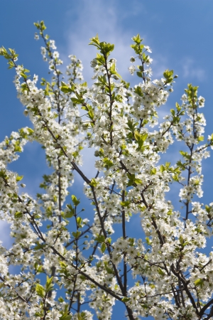 Plum blossoms are white against the blue skyの写真素材