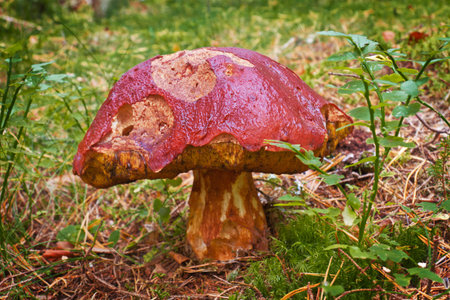 old mushroom on a white stem and speckled with a bright deep in the woods, on the background of faded autumn leavesの写真素材