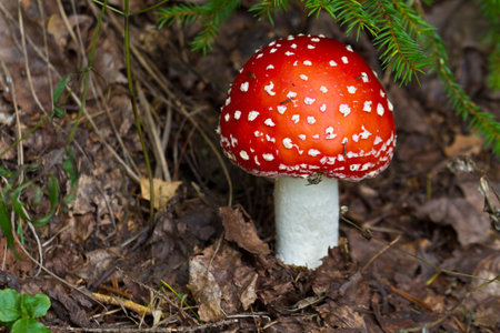 small mushroom on a white stem and speckled with a bright deep in the woods, on the background of...