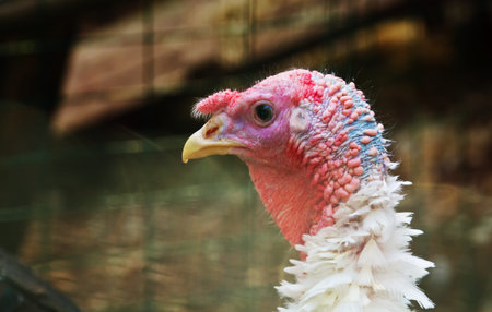 bird close upの写真素材