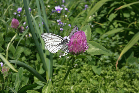 A green meadow. White butterfly sitting on a flower.の写真素材