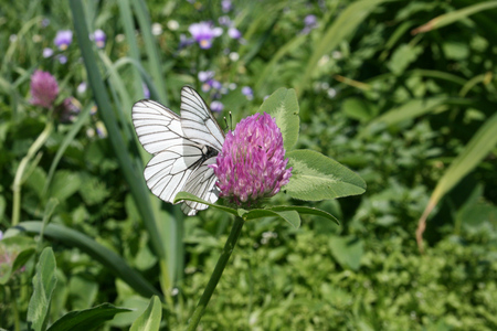 A green meadow. White butterfly sitting on a flower.の写真素材
