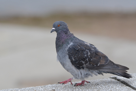 A picture of one dove in a city Park.の写真素材
