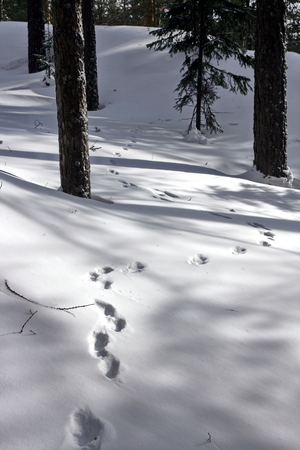 In the woods in deep snow ran the hare and left traces.の写真素材