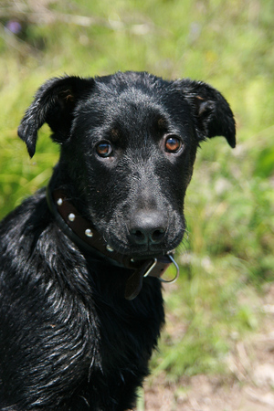 Wet black puppy looking at us. Close-up.の写真素材