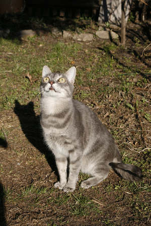 Grey striped cat sitting in a Sunny meadow.の写真素材