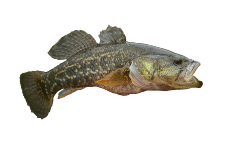Little Golden predatory fish on white background.