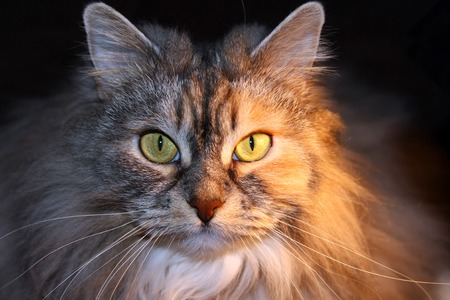 cat face with yellow eyesの写真素材