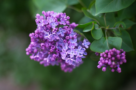 Beautiful purple lilac flowers outdoors.の写真素材