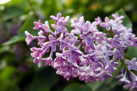 Beautiful purple lilac flowers outdoors.の写真素材
