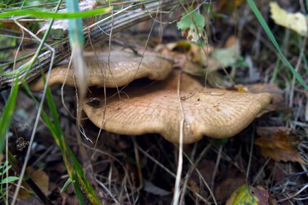Close-up of a single mushroom growing in a natural environment, among green grass in a litter in a forestの写真素材