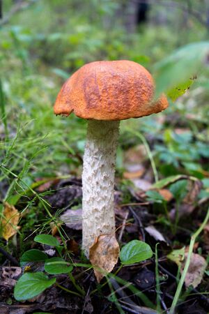 Close-up of a single mushroom growing in a natural environment, among green grass in a litter in a forestの写真素材