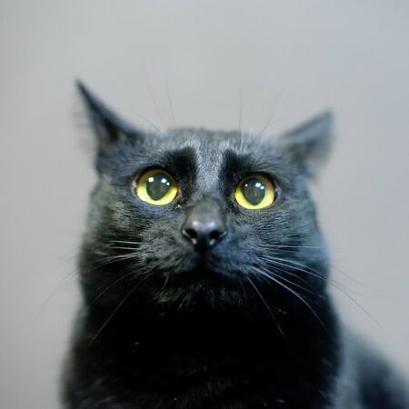 black cat with expressive face and yellow eyesの写真素材