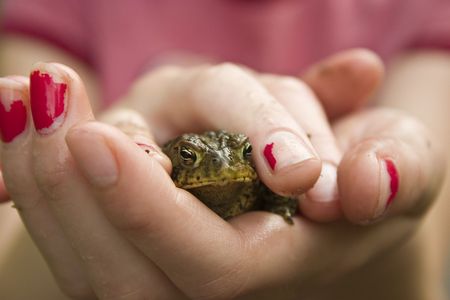 Allisons Toadの写真素材