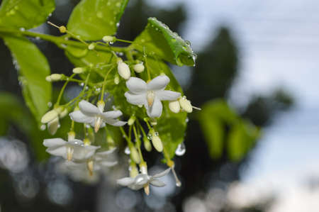 Close up photo of white flowers in the garden next to the house after the rain beautiful natureの写真素材