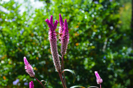 Wasps collecting nectar from flowers, taking close-up photos in silence, nature is beautiful but dangerous.の写真素材