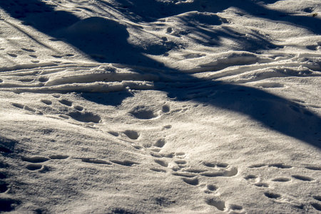 snow with foodprints of animals and birds
