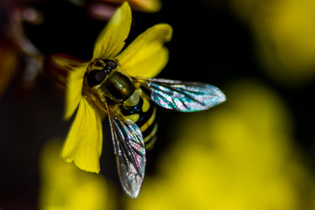 a wasp sitting on a yellow blossomの写真素材