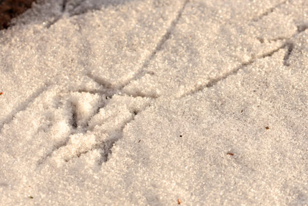 FuÃŸspuren von VÃ¶geln im Schnee, Makro, footprints of birds in the snow, macro,