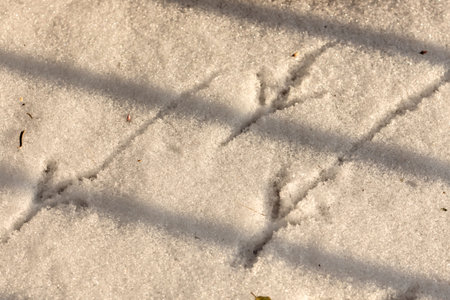 Footprints of birds in the snow, macro, footprints of birds in the snow, macro,