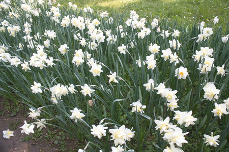 Tulip from Pralormo Castle (TO), Italyの写真素材