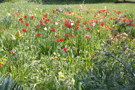 Tulip from Pralormo Castle (TO), Italyの写真素材