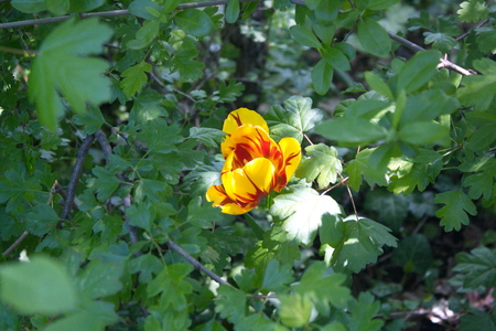 Tulip from Pralormo Castle (TO), Italyの写真素材
