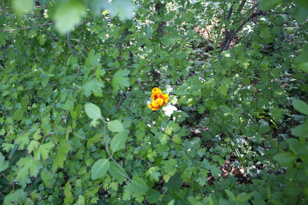 Tulip from Pralormo Castle (TO), Italyの写真素材