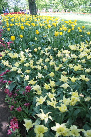 Tulip from Pralormo Castle (TO), Italyの写真素材